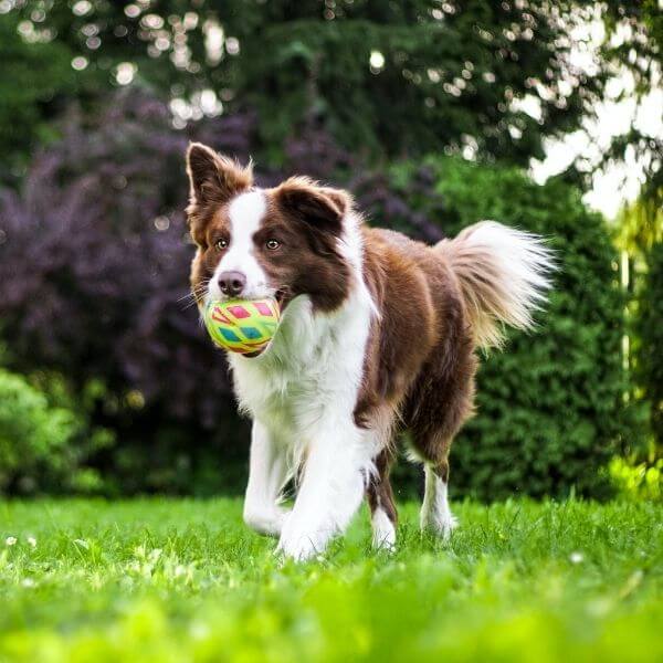 A Dog Playing with Ball