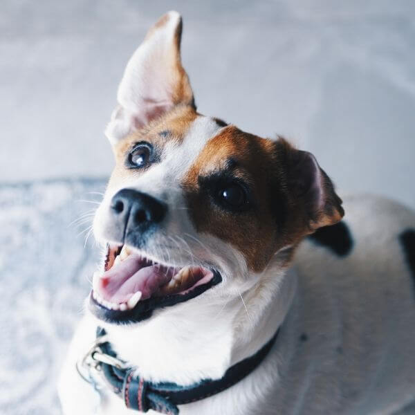 A Dog Looking Up