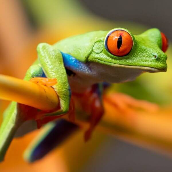 Red-eyed Tree Frog