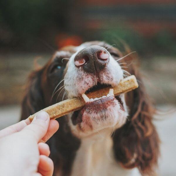 A Person Feeding a Dog