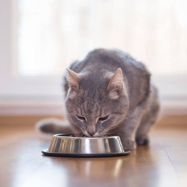 A Cat having it's Food