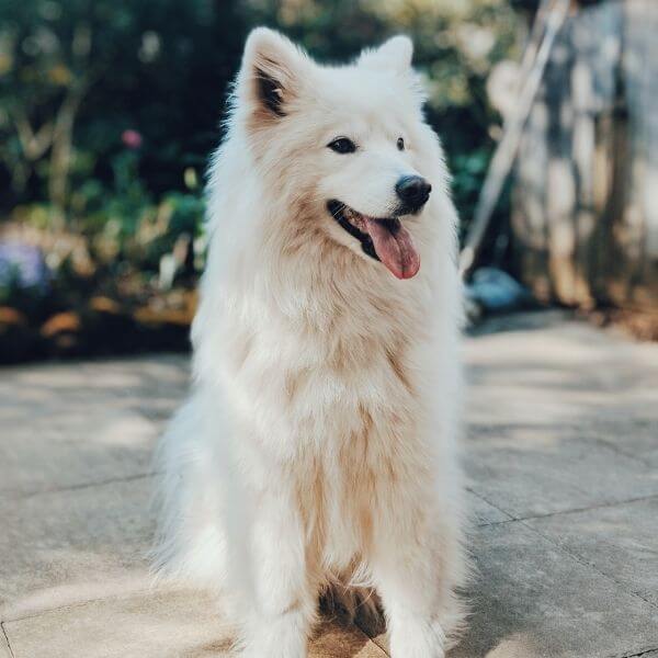 A Dog Sitting on Floor