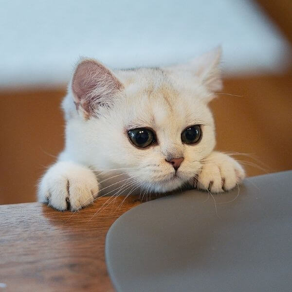 A Cute White Kitten