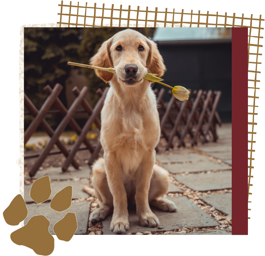 dog holding flower in mouth