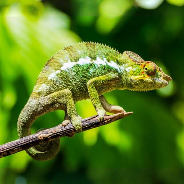 A chameleon perched on a branch