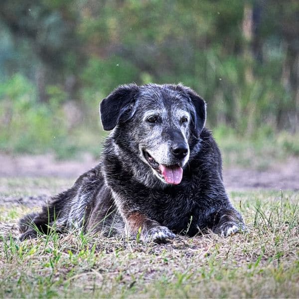 A senior dog lying in a patch of grass