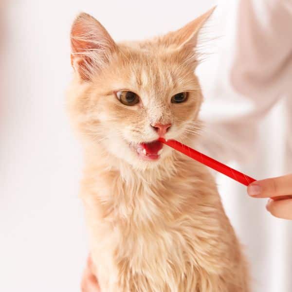 Veterinarian Brushing Cat's Teeth in Clinic