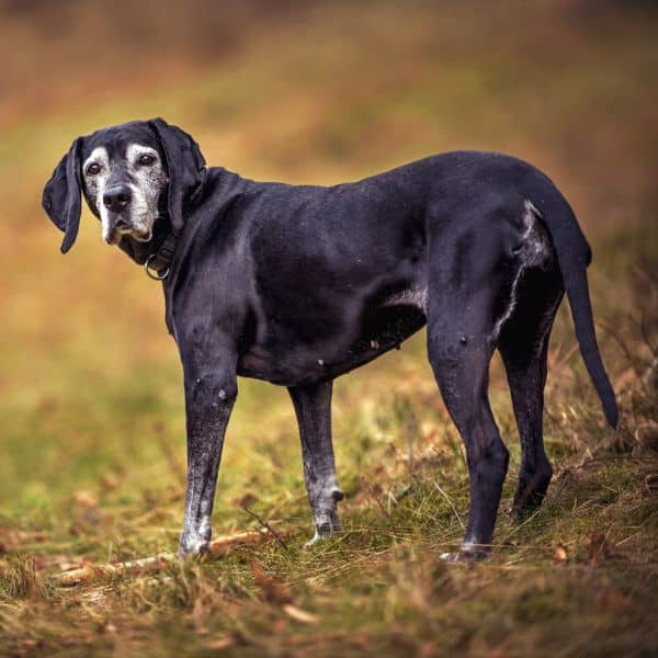 A black dog standing in a grassy area