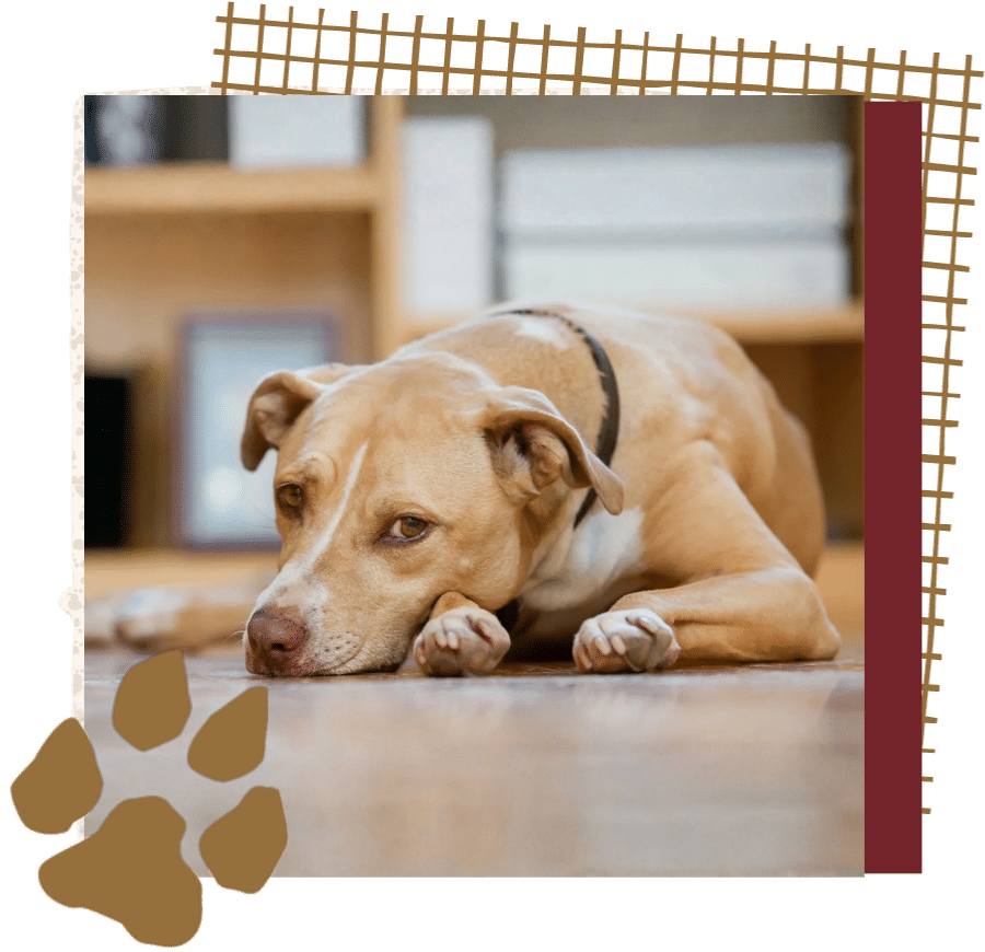 A dog lying on a wooden floor