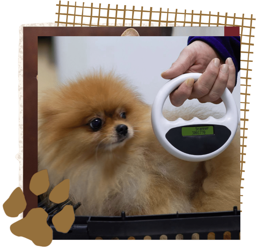 Veterinarian scanning a dog's body for a chip