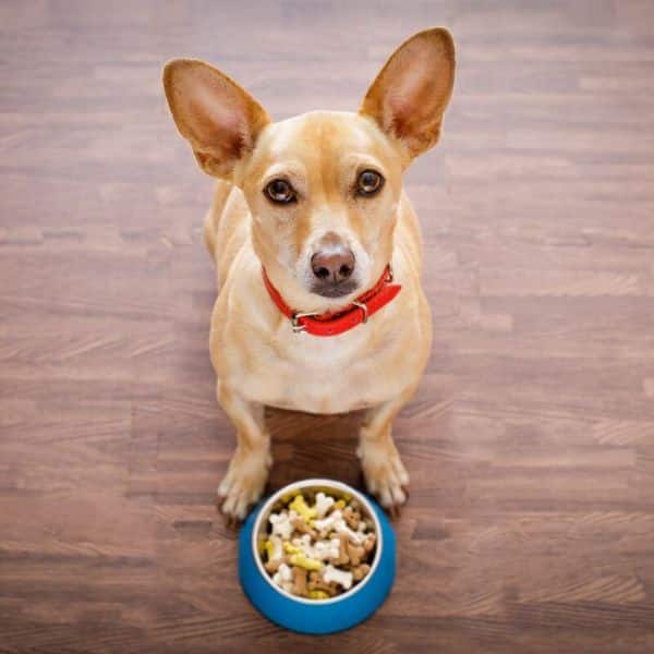 Tan dog sitting behind a blue food bowl