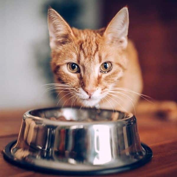 Close-up of an orange cat at mealtime