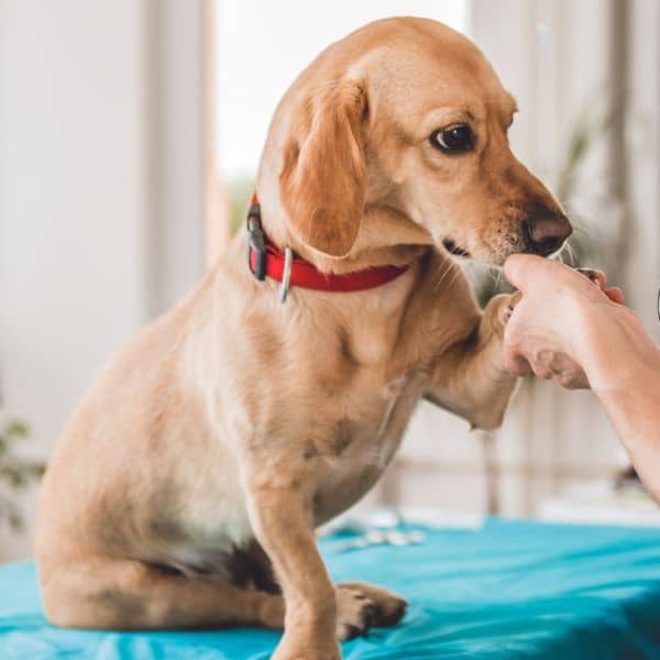 A veterinarian examines a dog