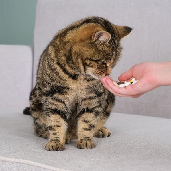 The veterinarian gives the pill to the cat