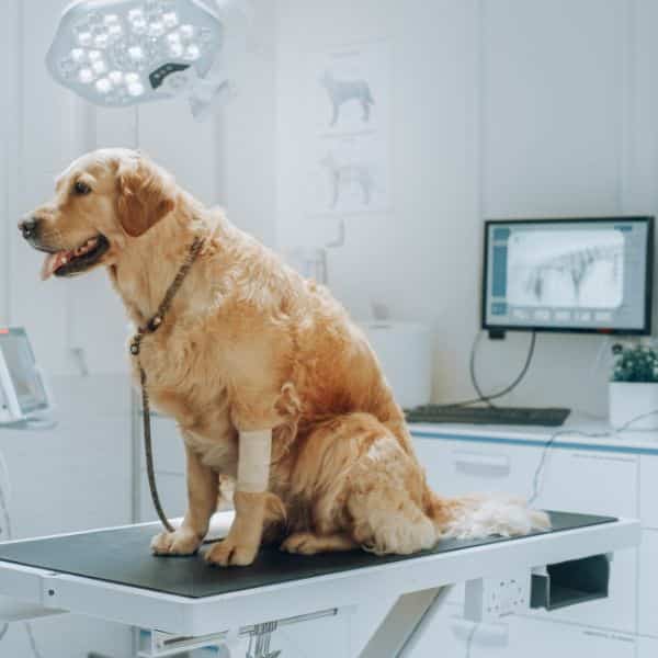 Golden Retriever sitting on a exam table