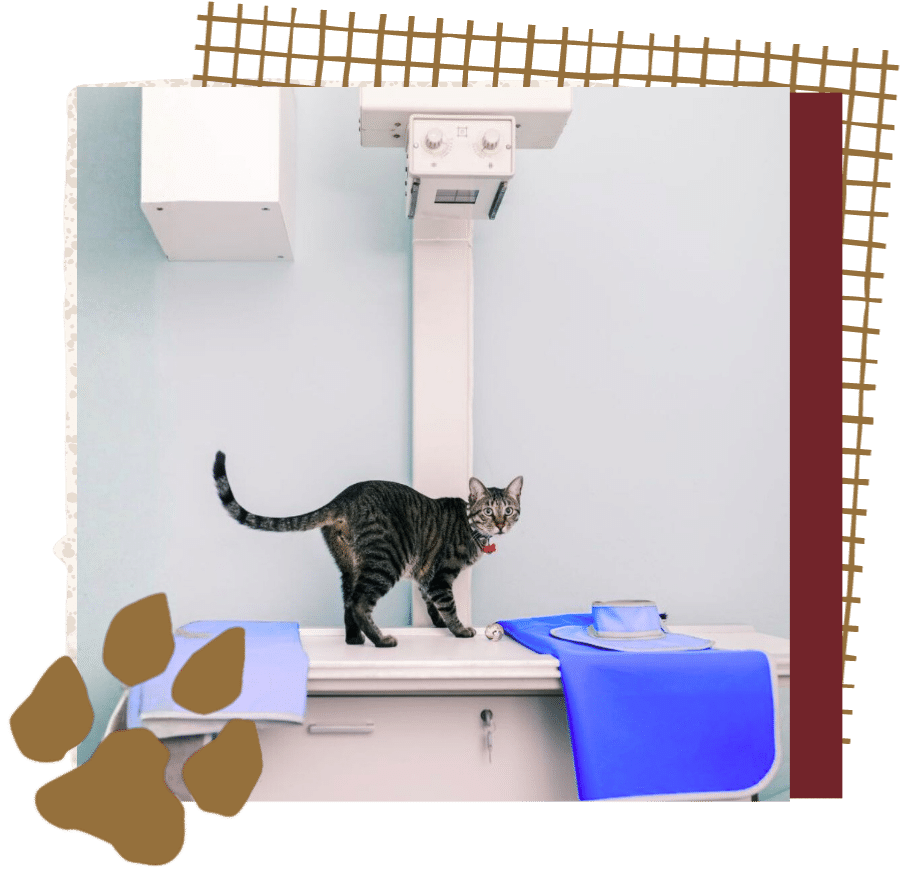 A grey tabby cat stands on a digital x-ray table