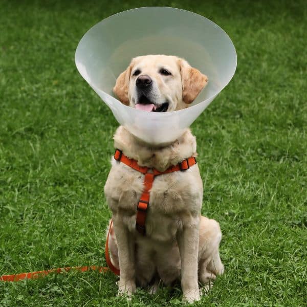 A dog wearing a plastic E-collar