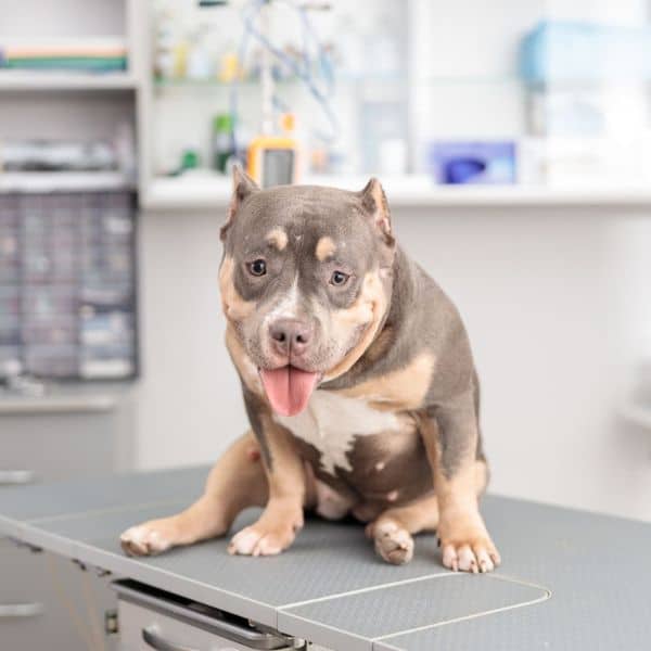 A pit bull dog sitting on a table