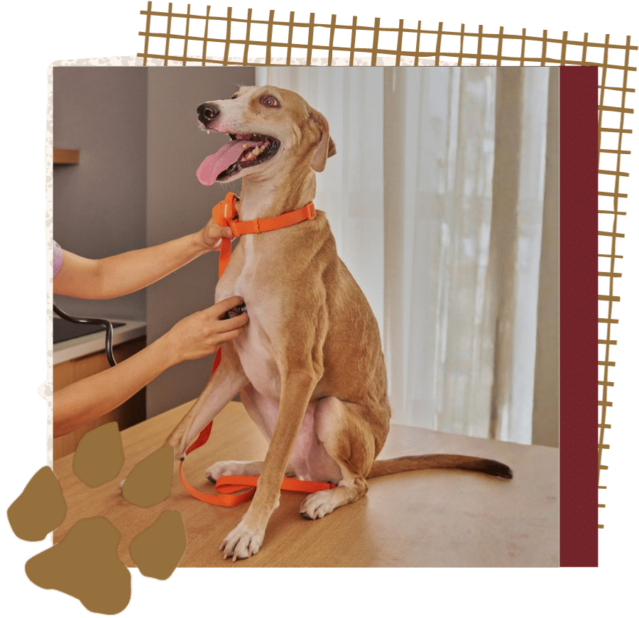 Veterinarian gently examining dog with stethoscope