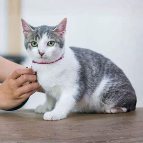 Cat being examined with a stethoscope