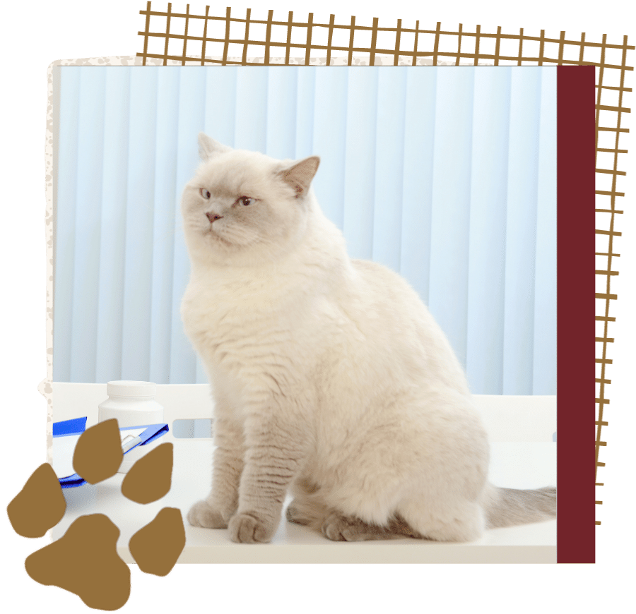 Veterinarian examining beautiful adult cat