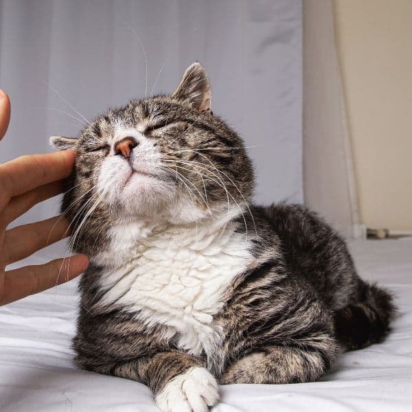 A person patting cute elderly gray cat lying on bed