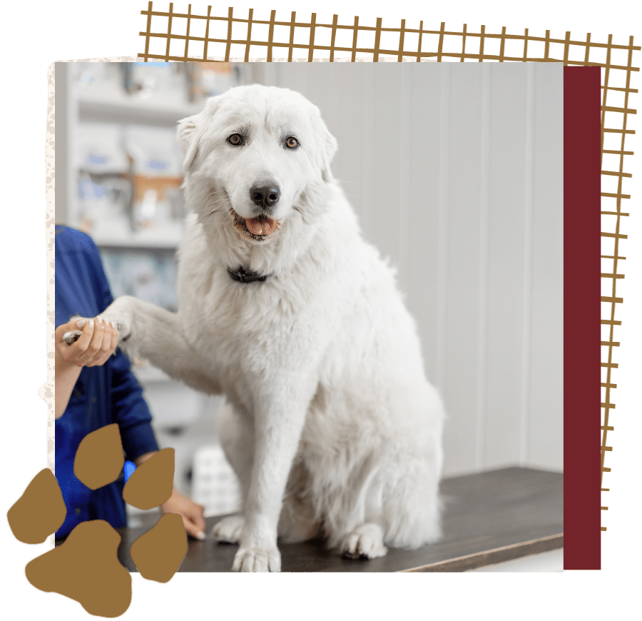 Veterinarian with big white dog in veterinary clinic