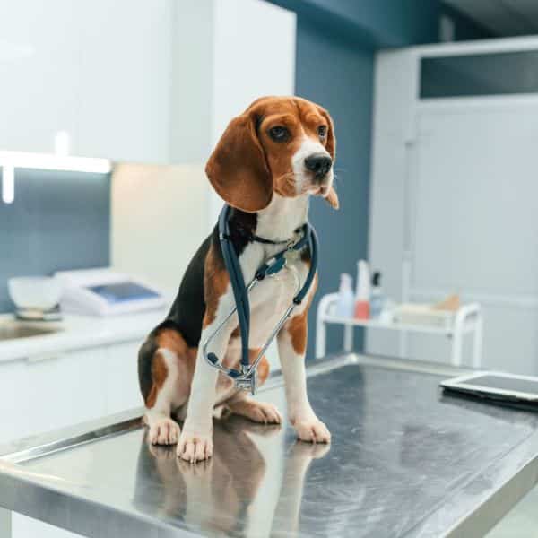 A beagle on a veterinary table