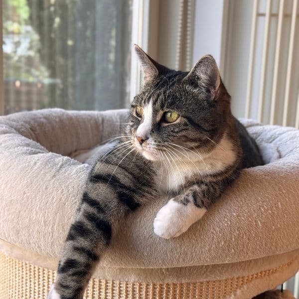 Tabby cat relaxing in a tan cat tree bed