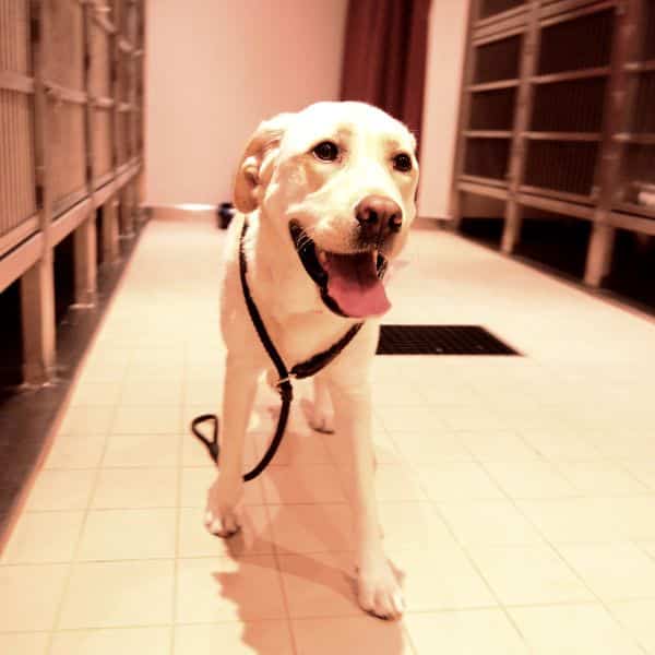 Labrador on a leash in a kennel hallway
