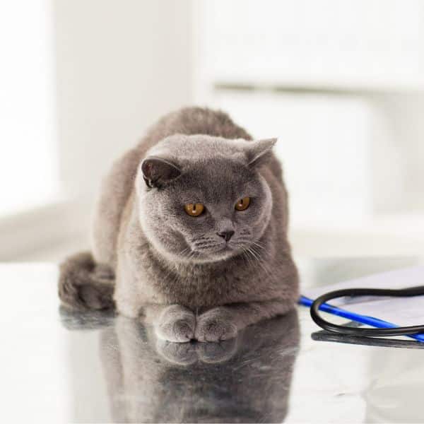 Cat on exam table with stethoscope