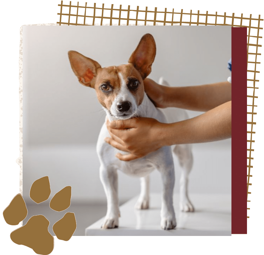 Veterinarian examining sick dog in clinic