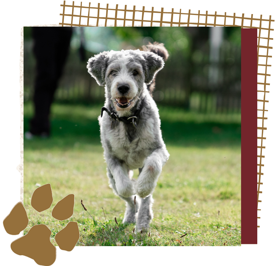 A dog running through a grassy
